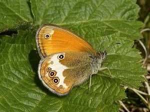 Coenonympha arcania