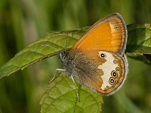 Coenonympha arcania