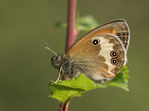 Coenonympha arcania