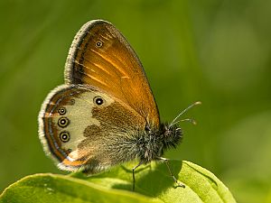 Coenonympha arcania