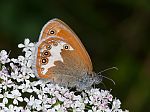 Coenonympha arcania