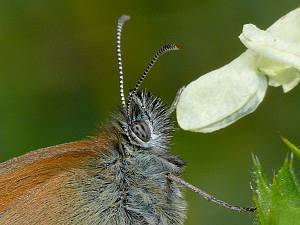 Coenonympha glycerion