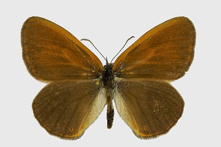 Coenonympha glycerion