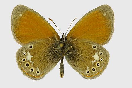 Coenonympha glycerion