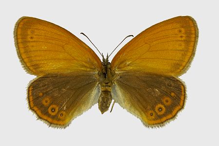 Coenonympha glycerion