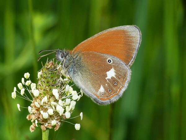 Coenonympha glycerion