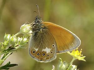 Coenonympha glycerion