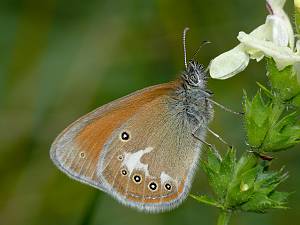 Coenonympha glycerion