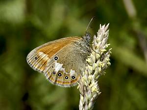 Coenonympha glycerion