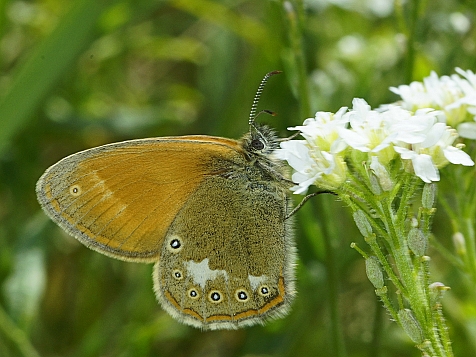 Coenonympha glycerion