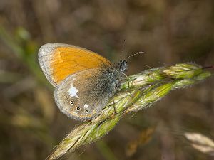 Coenonympha glycerion