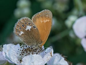 Coenonympha glycerion