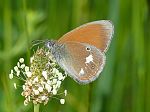 Coenonympha glycerion