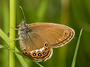 Coenonympha hero