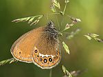 Coenonympha hero