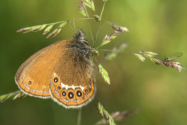 Coenonympha hero