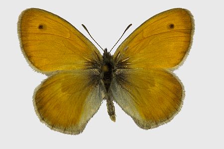 Coenonympha pamphilus