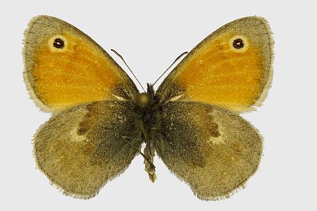 Coenonympha pamphilus