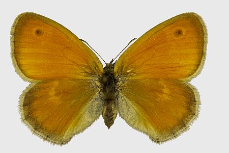 Coenonympha pamphilus