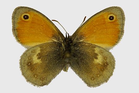 Coenonympha pamphilus