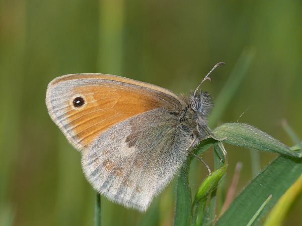 Coenonympha pamphilus