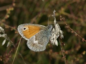 Coenonympha pamphilus