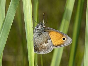 Coenonympha pamphilus