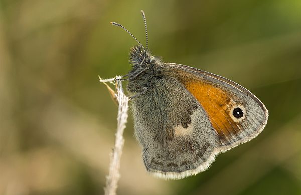 Coenonympha pamphilus