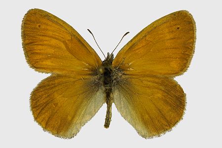 Coenonympha tullia