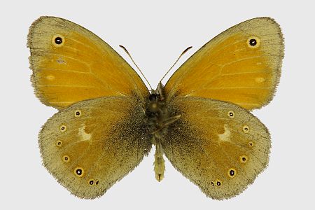 Coenonympha tullia