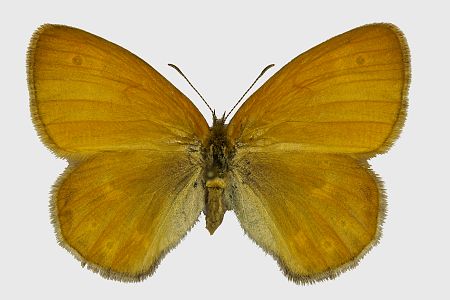 Coenonympha tullia