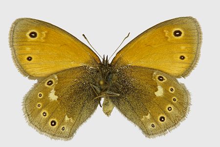 Coenonympha tullia