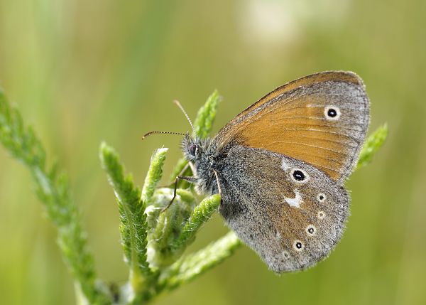 Coenonympha tullia