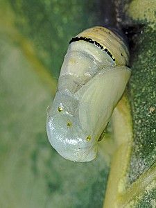 Danaus chrysippus