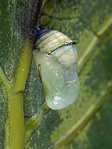 Danaus chrysippus