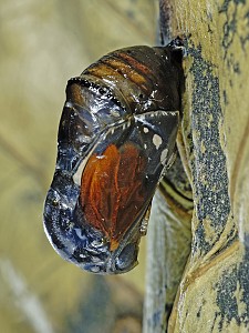 Danaus chrysippus