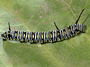 Danaus chrysippus