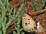 Danaus chrysippus