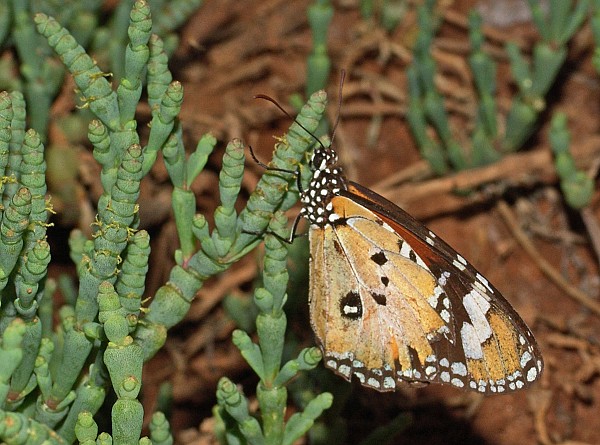 Danaus chrysippus