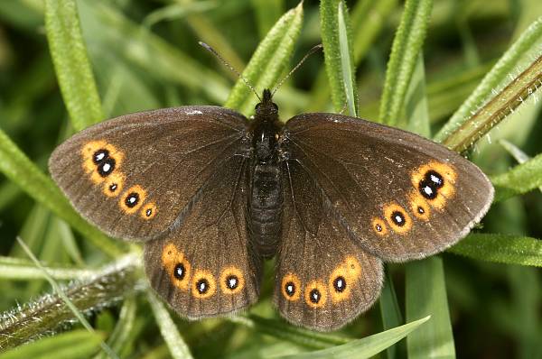 Erebia medusa