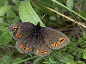 Erebia medusa