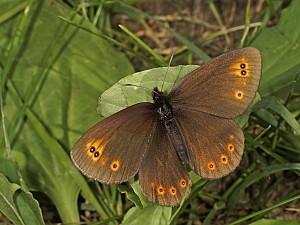 Erebia medusa