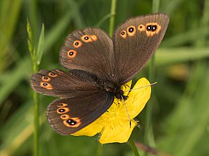 Erebia medusa