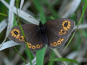 Erebia medusa