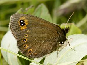 Erebia medusa