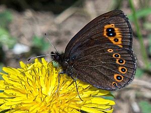 Erebia medusa