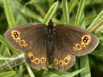 Erebia medusa