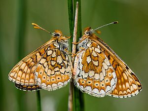 Euphydryas aurinia