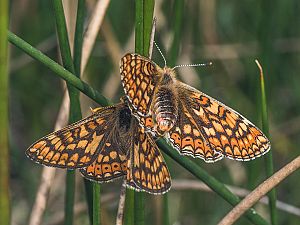 Euphydryas aurinia