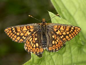 Euphydryas aurinia